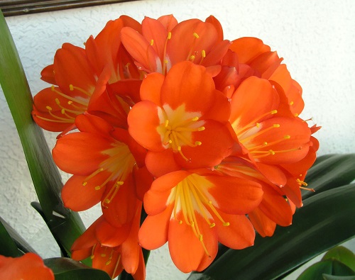 Clivia MINIATA или Кливия Киноварная