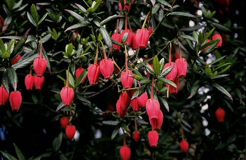 Crinodendron HOOKERIANUM или Кринодендрон Гукера