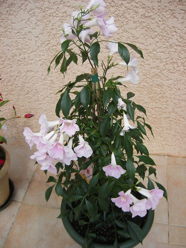 Pandorea JASMINOIDES ROSEA или Пандорея Жасминовидная