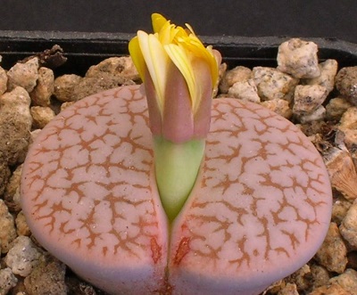 Lithops PSEUDOTRUNCATELLA или Литопс Ложноусеченный