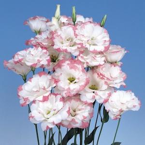 Eustoma Grandiflorum ECHO или Лизантус Крупноцветковый 