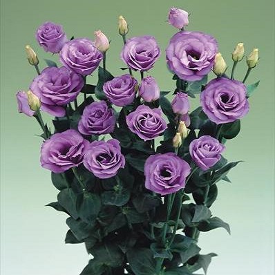 Eustoma Grandiflorum ECHO или Лизантус Крупноцветковый 