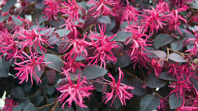 Loropetalum CHINENSE или Ремнелепестник Китайский