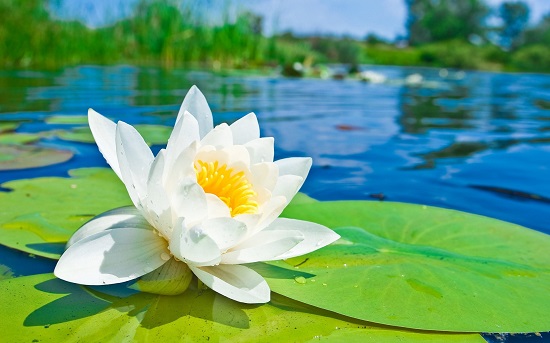 Nelumbo NUCIFERA WHITE или Лотос Орехоносный Белый