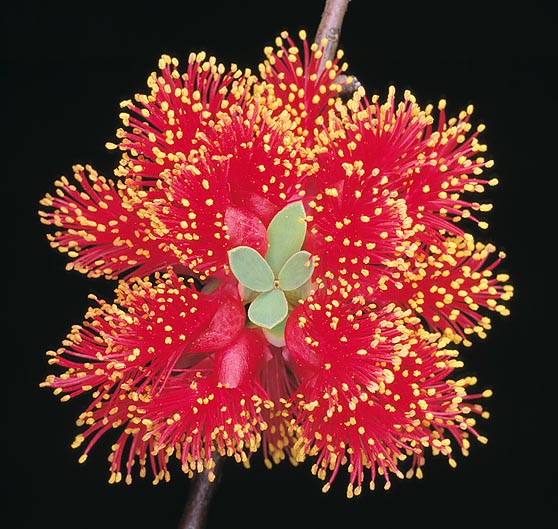 Melaleuca FULGENS или Мелалеука Яркая