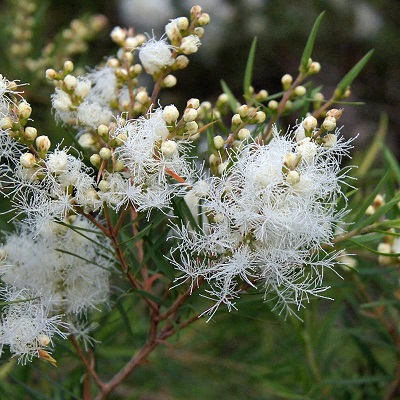 Melaleuca LINARIIFOLIA или Мелалеука Льнянколистная