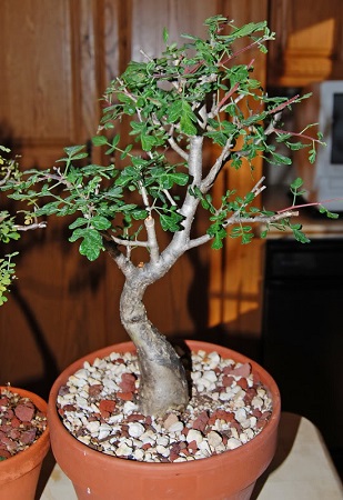 Pachycormus DISCOLOR или Пахикормус Разноцветный