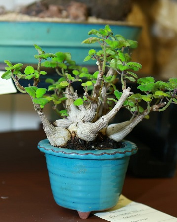 Pachycormus DISCOLOR или Пахикормус Разноцветный