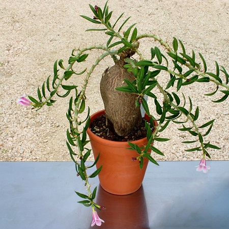 Pachypodium BISPINOSUM или Пахиподиум Двухшипный