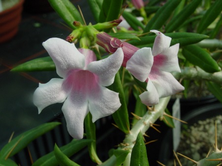 Pachypodium BISPINOSUM или Пахиподиум Двухшипный