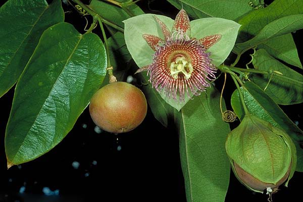Passiflora Maliformis или Пассифлора Яблоковидная