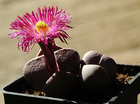 Pleiospilos NELII RUBRA или Плейоспилос Неля