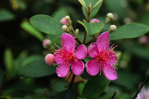 Rhodomyrtus TOMENTOSA или Родомирт Войлочный