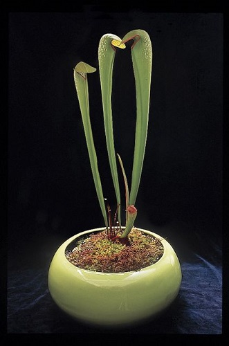 Sarracenia MINOR или Саррацения Малая