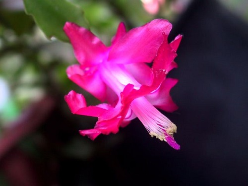 Schlumbergera TRUNCATA или Шлюмбергера Усеченная