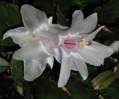 Schlumbergera TRUNCATA или Шлюмбергера Усеченная