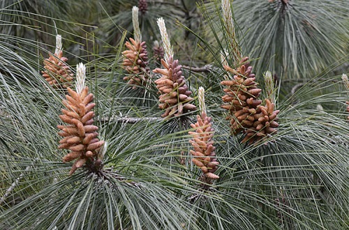Pinus YUNNANENSIS или Сосна Юннаньская