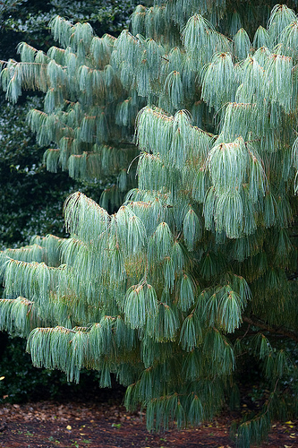 Pinus ARMANDII или Сосна Кедровая