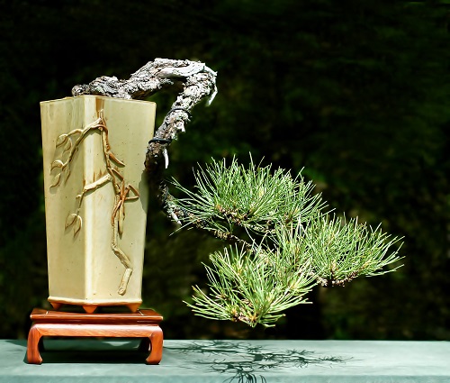 Pinus TAEDA или Сосна Ладанная