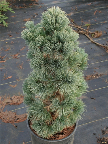 Pinus STROBIFORMIS или Сосна Мексиканская Белая