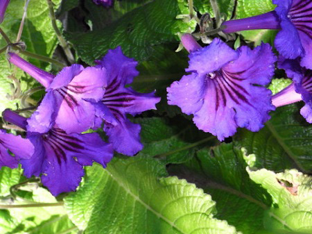 Streptocarpus REXII или Стрептокарпус Королевский