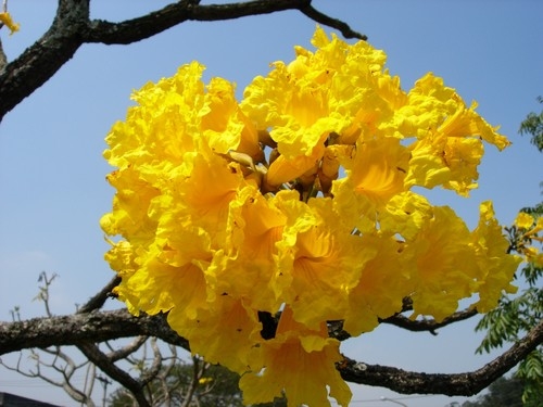 Tabebuia CHRYSOTRICA или Табебуйя Золотистая