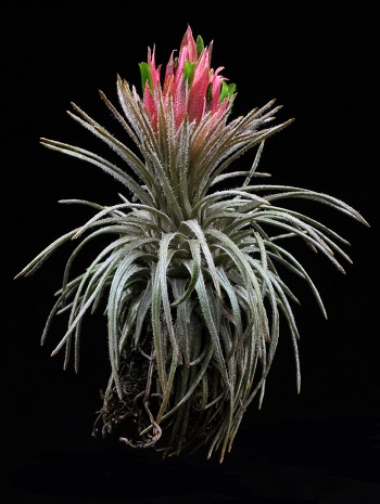 Tillandsia ATROVIRIDIPETALA или Тилландсия Атмосферная