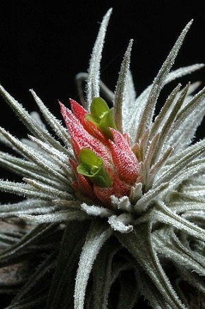 Tillandsia ATROVIRIDIPETALA или Тилландсия Атмосферная