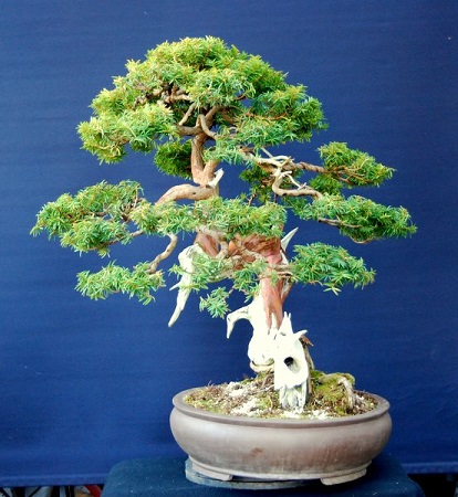 Taxus CUSPIDATA NANA или Тис Остроконечный