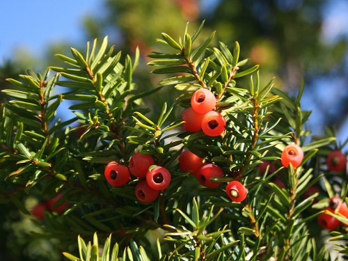 Taxus CUSPIDATA NANA или Тис Остроконечный