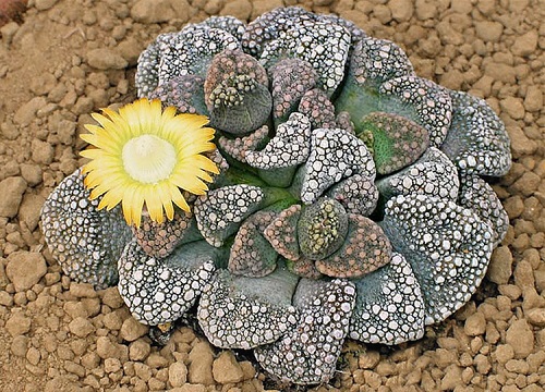 Titanopsis CALCAREA или Титанопсис Известковый