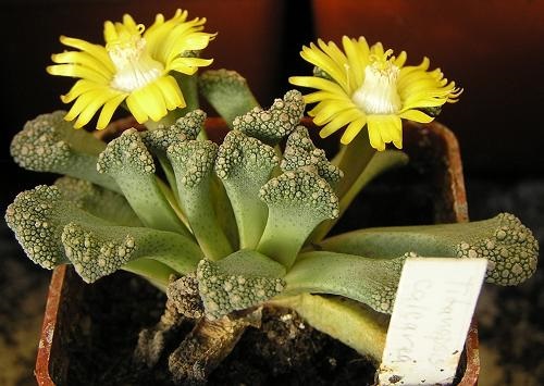 Titanopsis CALCAREA или Титанопсис Известковый