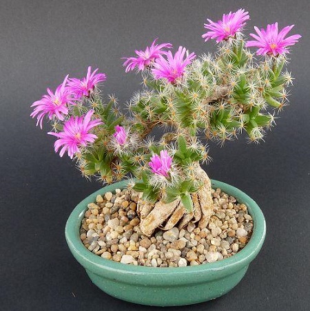 Trichodiadema DENSUM или Триходиадема Густая