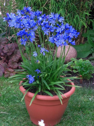 Agapanthus AFRICANUS или Агапантус Африканский