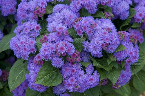 Ageratum MEXICANUM DWARF или Агератум Мексиканский