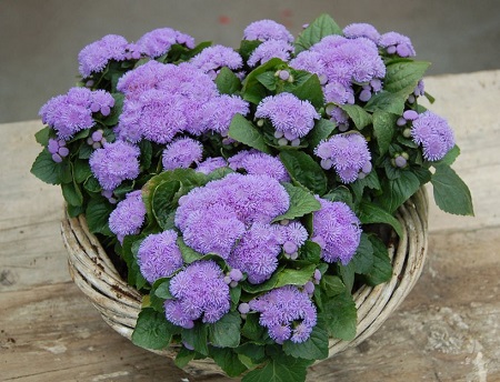 Ageratum MEXICANUM DWARF или Агератум Мексиканский