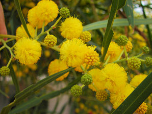 Acacia CYANOPHYLLA или Акация Ивовая