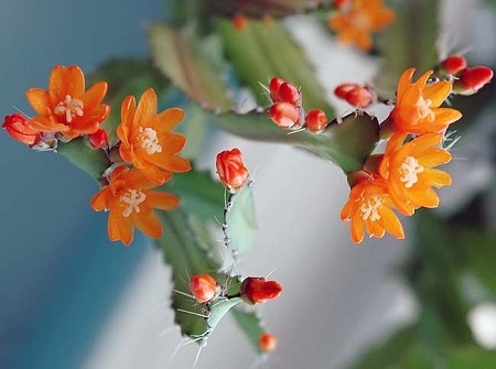 Acanthorhipsalis MONACANTHA или Аканторипсалис Одноколючковый