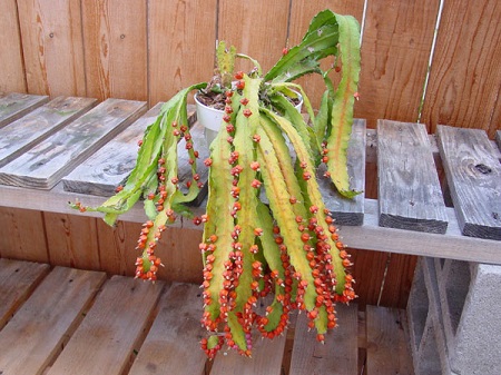 Acanthorhipsalis MONACANTHA или Аканторипсалис Одноколючковый