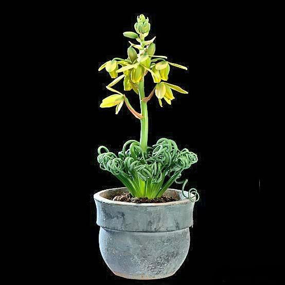 Albuca SPIRALIS или Альбука Спиральная