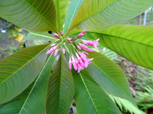 Alstonia YUNNANENSIS или Альстония Юннаньская