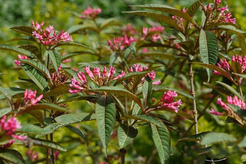 Alstonia YUNNANENSIS или Альстония Юннаньская