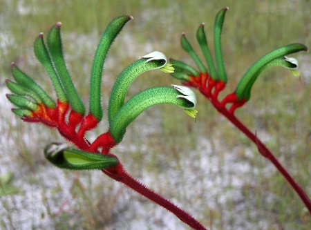 Anigozanthos MANGLESII или Анигозантос Мэнглса