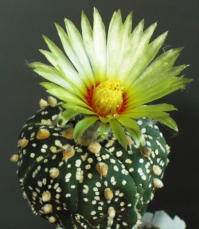 Astrophytum ASTERIAS или Астрофитум Звездчатый