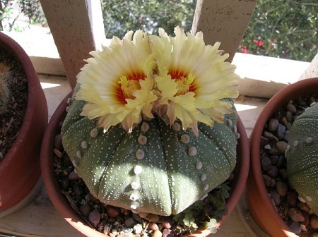 Astrophytum ASTERIAS или Астрофитум Звездчатый