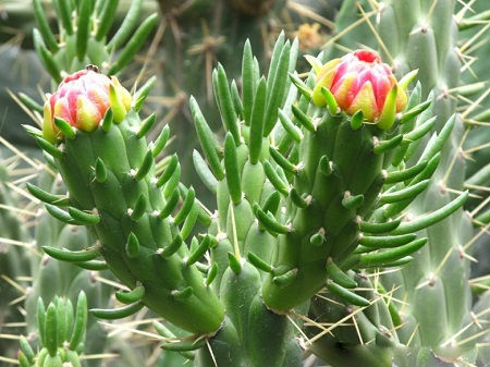 Austrocylindropuntia SUBULATA или Аустроцилиндропунция Шиловидная