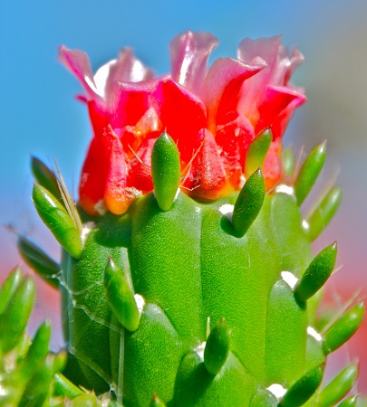 Austrocylindropuntia SUBULATA или Аустроцилиндропунция Шиловидная