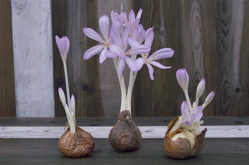 Colchicum AUTUMNALE или Безвременник Осенний