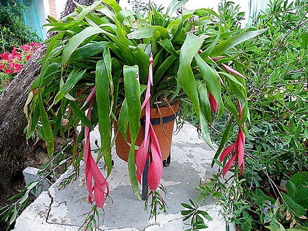 Billbergia NUTANS или Бильбергия Поникающая