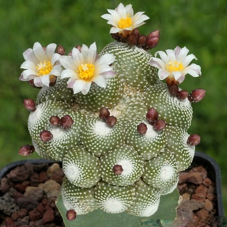 Blossfeldia CYATHIFORMIS или Блоссфельдия Бокаловидная